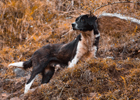 Chien